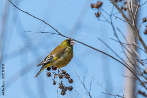 Fototapeta 青空を背景に枯れ木に止まり木の実を食べるカワラヒワの野鳥