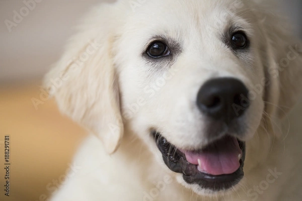 Obraz Cute puppy labrador