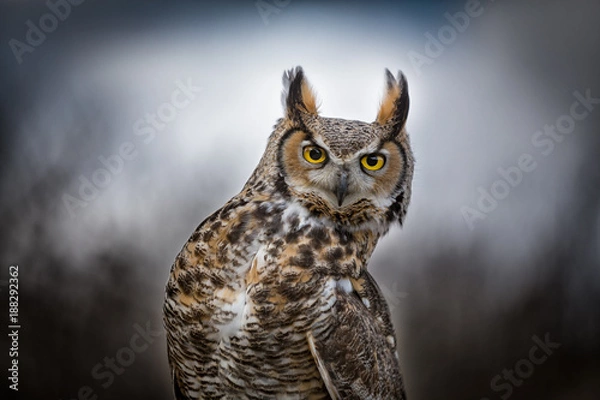 Obraz Grey Horned Owl