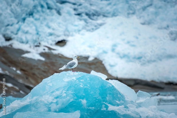 Fototapeta single sea gull sitting on top of an iceberg