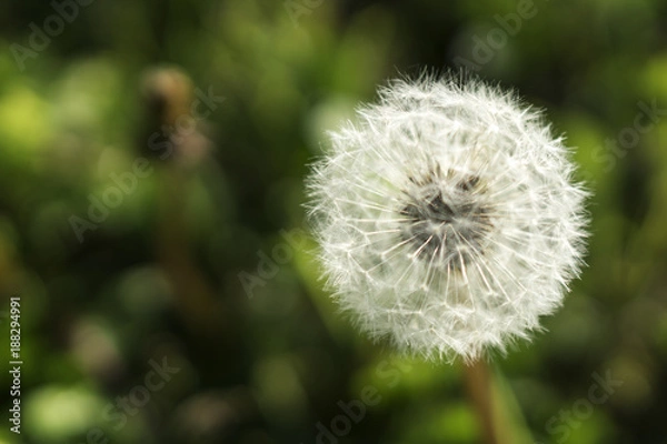 Obraz Pusteblume isoliert