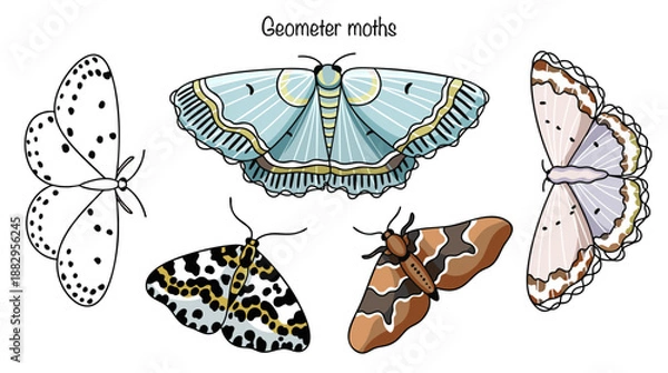 Obraz Geometer moths