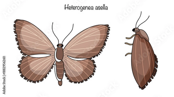 Obraz Heterogenea asella