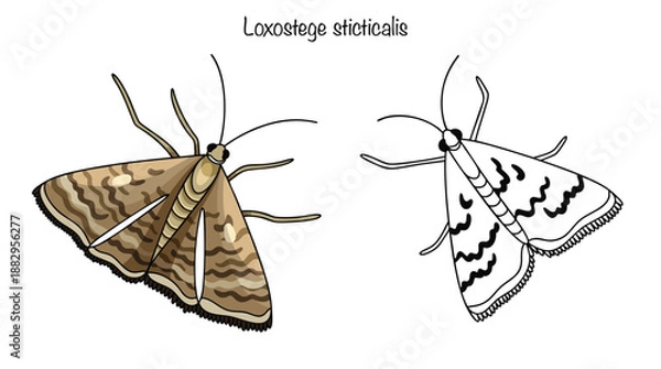 Obraz Loxostege sticticalis