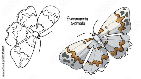 Obraz Eversmannia exornata