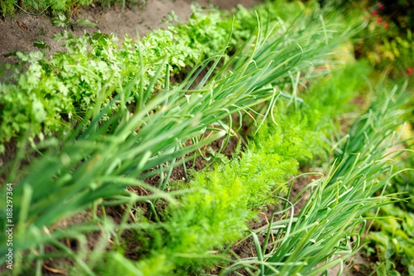 Obraz Vegetable backyard garden. Young onion, lettuce, onions, carrot and parsley in vegetable permaculture cultivation. Eco-friendly backyard garden. Selective focus.