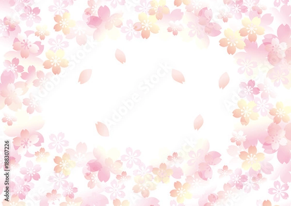 Fototapeta 優しい桜 三 白