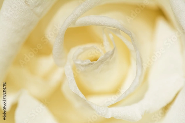 Obraz White rose flower, close-up