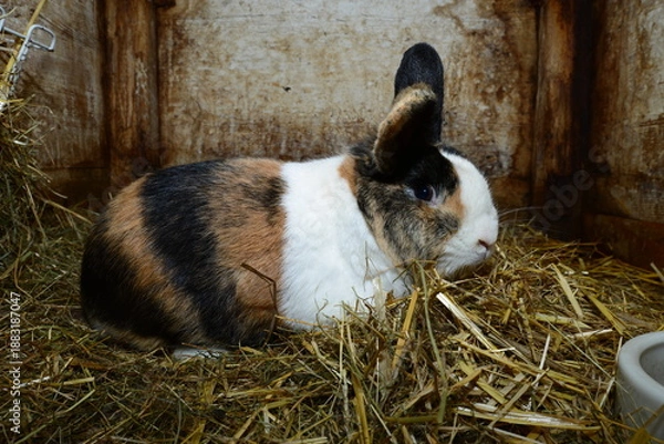 Obraz Hauskaninchen