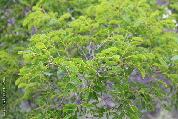 Obraz Copaifera langsdorffii
