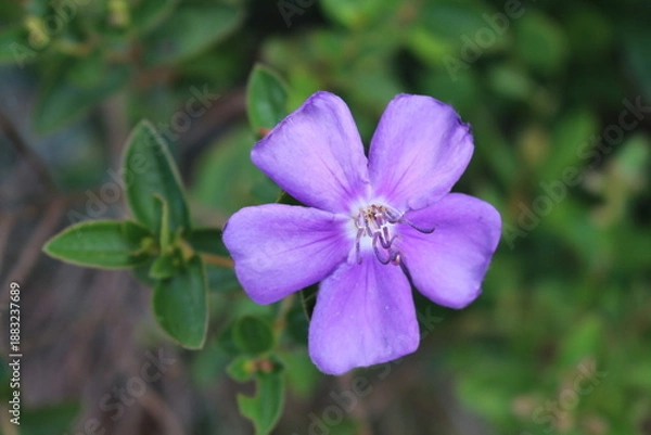 Obraz Melastomastaceae