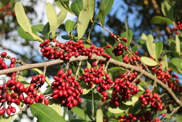 Obraz Erythroxylum deciduum - Cocão