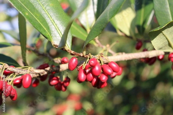 Obraz Erythroxylum deciduum - Cocão