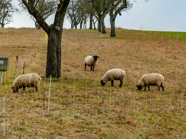 Obraz Kleine Schafherde auf einer Weide im Winter