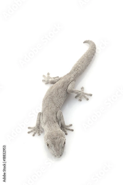 Obraz Western Spiny-tailed Gecko
