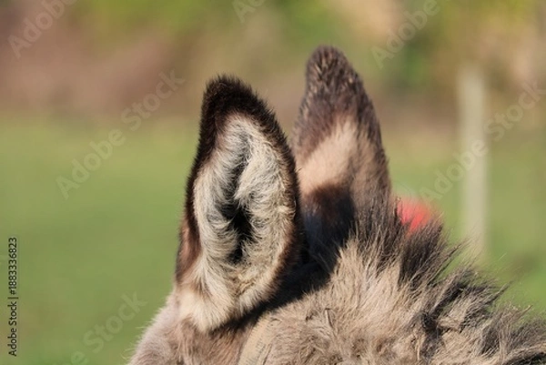 Obraz Oreilles d'âne