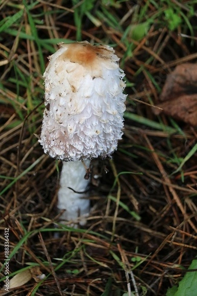 Obraz Coprin chevelu