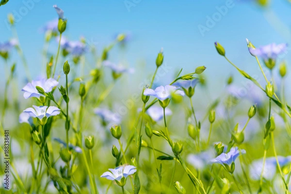 Obraz Blue flax flowers closeup
