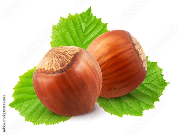 Fototapeta Hazelnuts with leaves isolated on white background.
