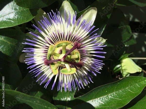 Obraz fiore della passione