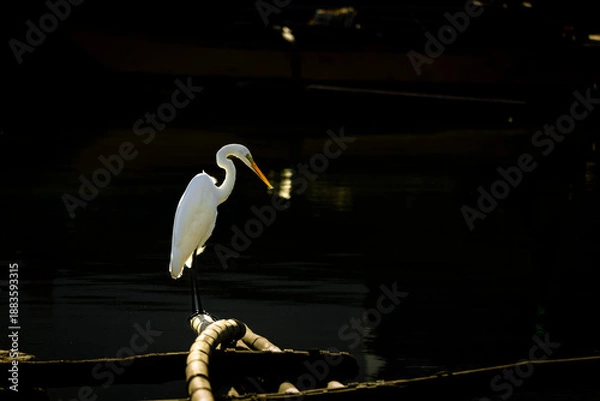 Obraz great white heron