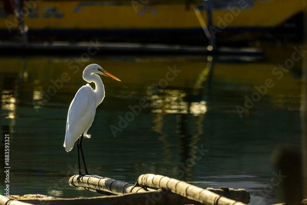 Obraz great white heron