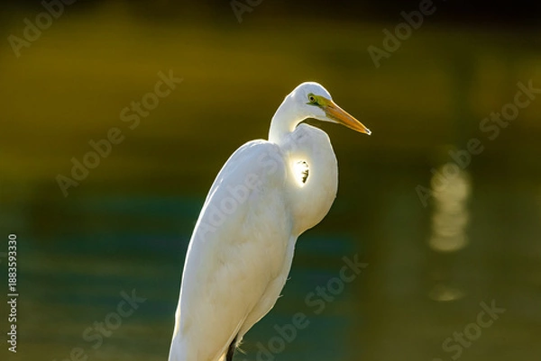 Obraz great white heron