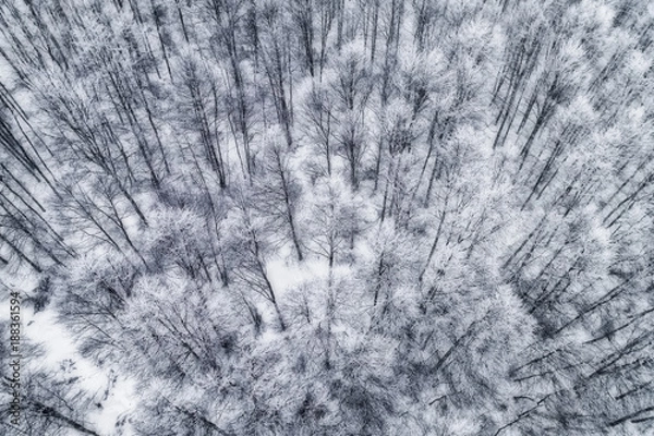 Fototapeta Aerial view of forest in the winter during the snowfall