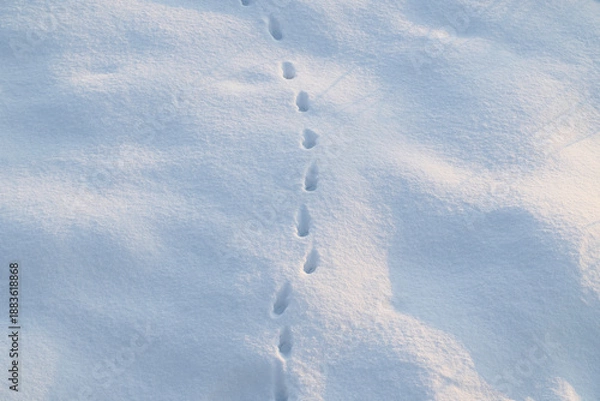 Fototapeta 足跡のついた雪原