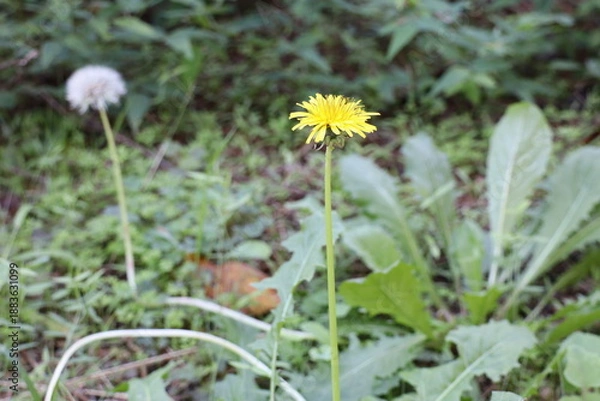 Obraz タンポポと綿毛