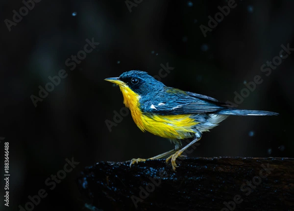 Obraz Pitiayumi ave.