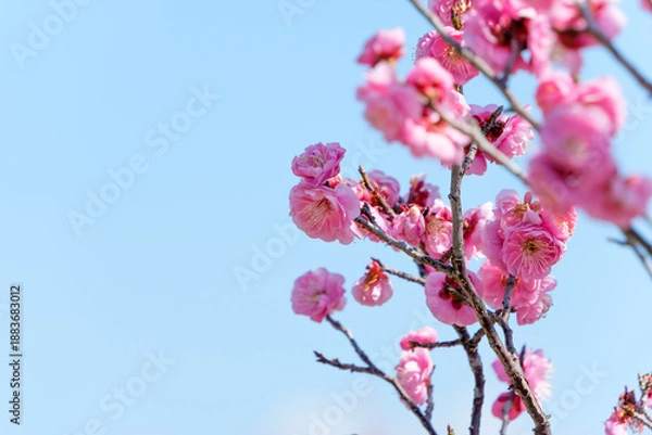 Fototapeta 青空を背景にした鮮やかな紅梅と左側に広いコピースペースのある風景