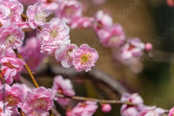 Fototapeta 春の光の中で美しく咲く薄紅色の梅の花のクローズアップ
