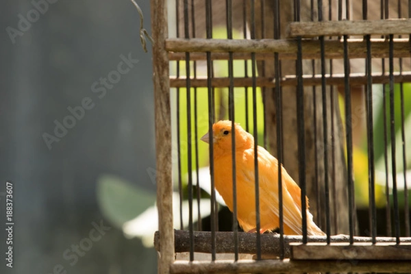 Obraz Canary bird