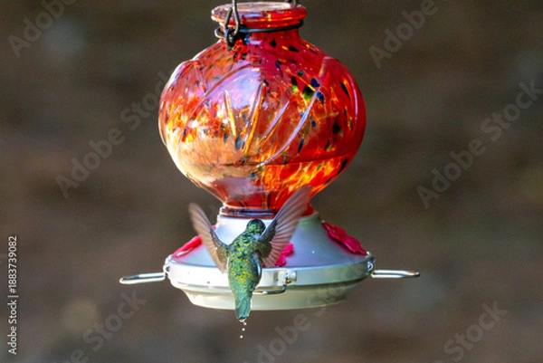 Obraz Hummingbird hovering at a red feeder while relieving itself.