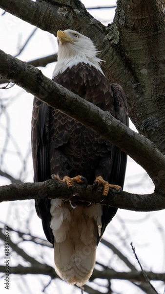 Fototapeta bald eagle on branch