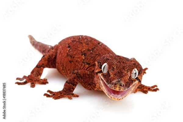 Obraz Gargoyle Gecko