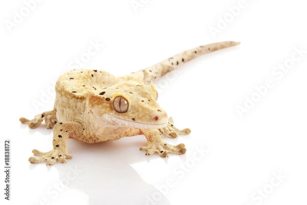 Obraz Crested Gecko
