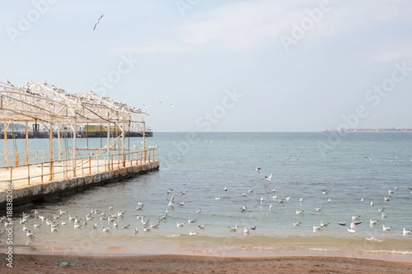 Fototapeta Pier and Seagulls