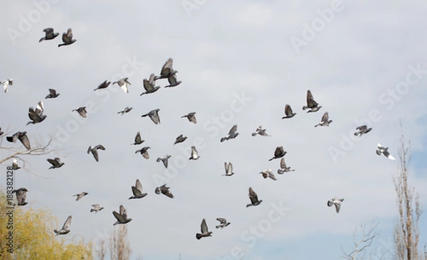 Obraz Doves Flying Above City Park