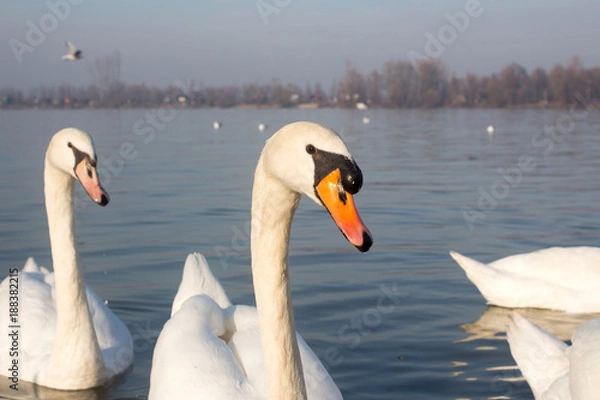 Fototapeta Swans in the River