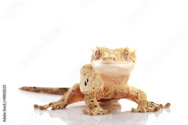 Obraz Crested Gecko