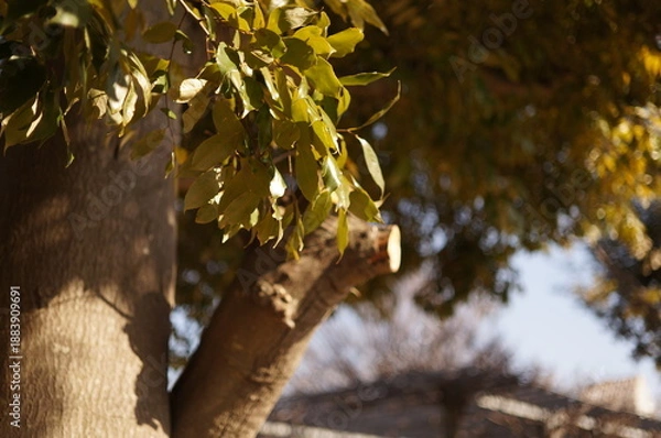 Fototapeta 日を浴びる木の葉