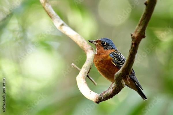Obraz White-throated Rock Thrush (Monticola gularis) lovely orange bird with blue head stripe black wings and white marking on its neck perching swing curve vine, exotic animal