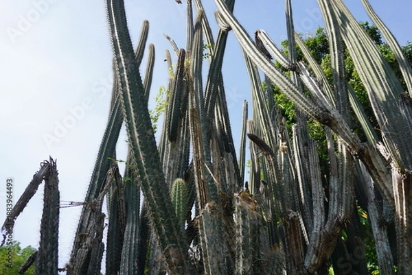 Obraz 枯れたサボテン