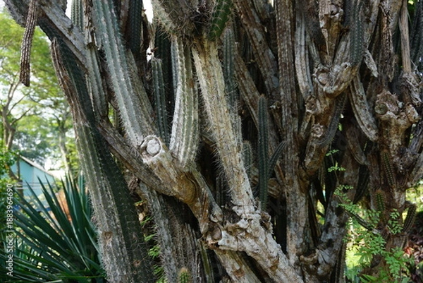 Obraz 枯れたサボテン