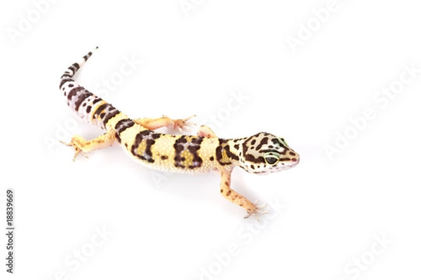 Obraz Leopard Gecko