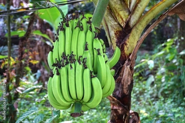 Obraz ベトナム　野生のバナナ