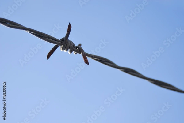Obraz Barbed wire