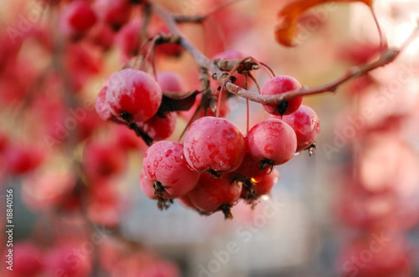 Fototapeta A branch of crab apple tree with bunch of ripe red fruits